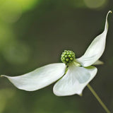 Kousa Dogwood