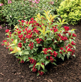 Maroon Swoon&reg; Weigela