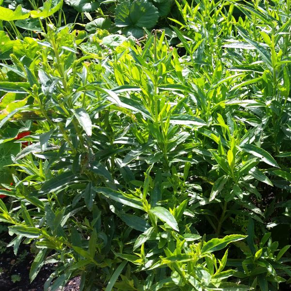 Miss Manners Obedient Plant