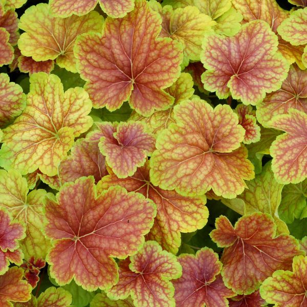 Delta Dawn Coral Bells