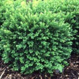 Chicagoland Green Boxwood