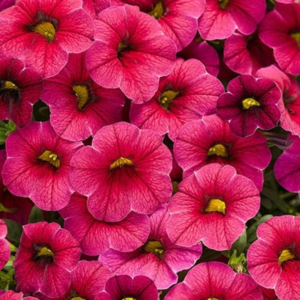 Cherry Red Superbells Calibrachoa