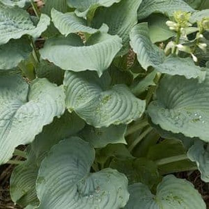 Queen of the Seas Hosta