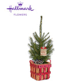 Hallmark Flowers LED Lit Norway Spruce