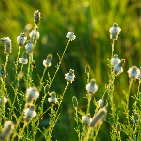 White Prairie Clover