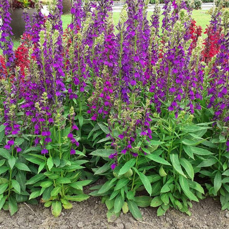 Proven Winners® Starship™ Blue Cardinal Flower