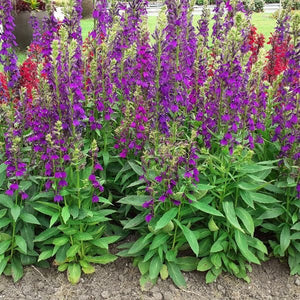 Proven Winners® Starship™ Blue Cardinal Flower