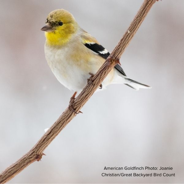 Audubon&reg; Native Gray Dogwood