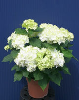 Everlasting&trade; Jade Hydrangea