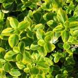 Euonymus Canadale Gold