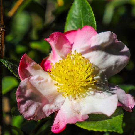 Hana Jiman Camellia