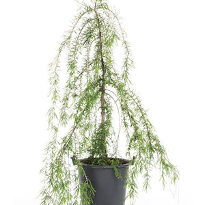 Falling Waters Bald Cypress