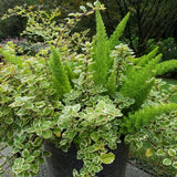 Foxtail Fern