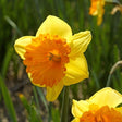 Akita Daffodil