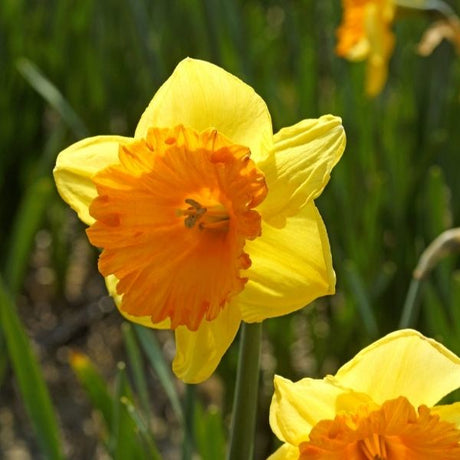 Akita Daffodil