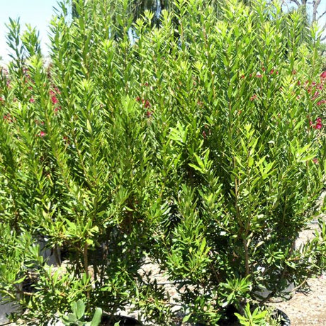 Pacific Wax Myrtle