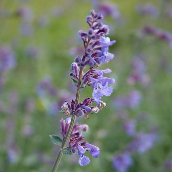 Six Hills Giant Catmint