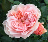 Cream Veranda&reg; Rose