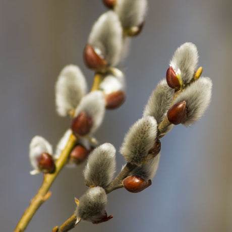 Pussy Willow