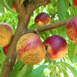 Arctic Rose White Nectarine Tree