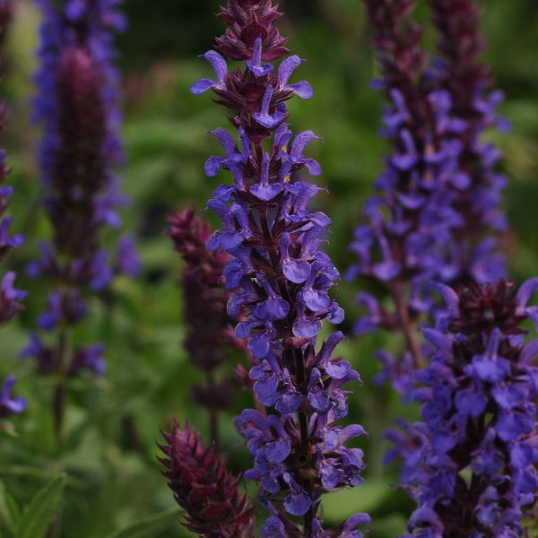 New Dimension&trade; Blue Salvia