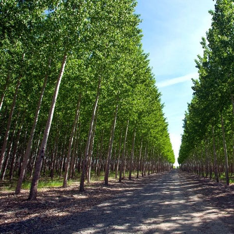 Hybrid Poplar