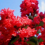 Dynamite Crape Myrtle Shrub