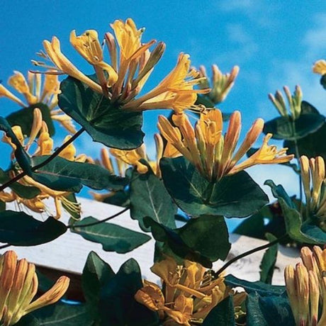 Mandarin Honeysuckle