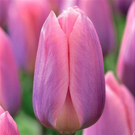 Light and Dreamy Tulip