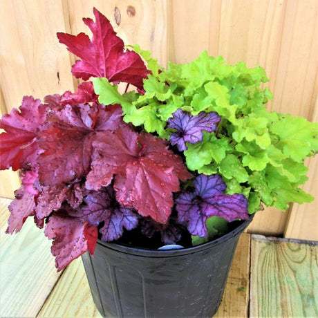 Triple Treat Coral Bells