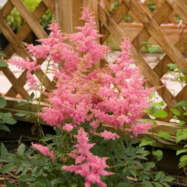 Country and Western Astilbe