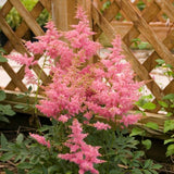 Country and Western Astilbe