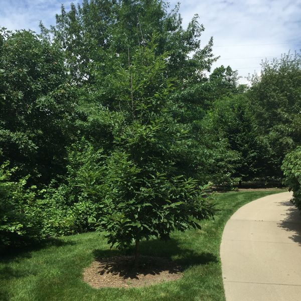 Chinkapin Oak Tree