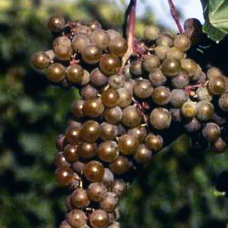 LaCrescent Grape Vine