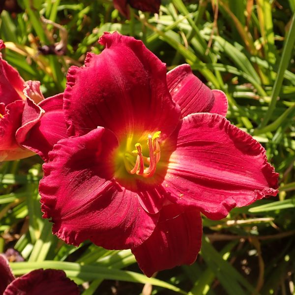 Indy Rhapsody Daylily