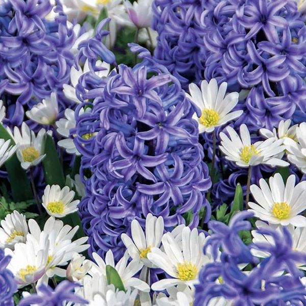 Blue Heaven Hyacinth/Anemone Mix