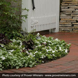 Infinity&reg; White Impatiens