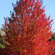 Red Pointe&reg; Red Maple