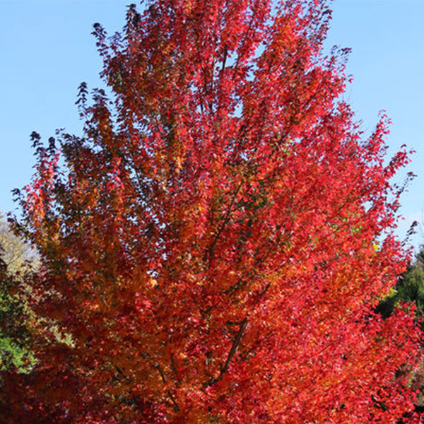 Red Pointe&reg; Red Maple