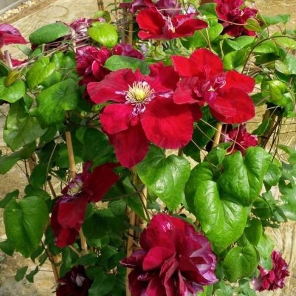 Regal&reg; Charmaine™ Clematis