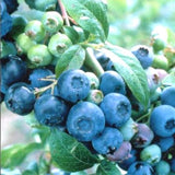 Brightwell Blueberry Bush