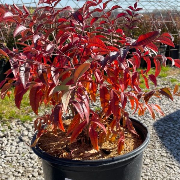 Prairie Flame Sumac