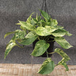 Marble Queen Pothos