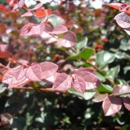 Chang's Ruby Fringe Flower Shrub