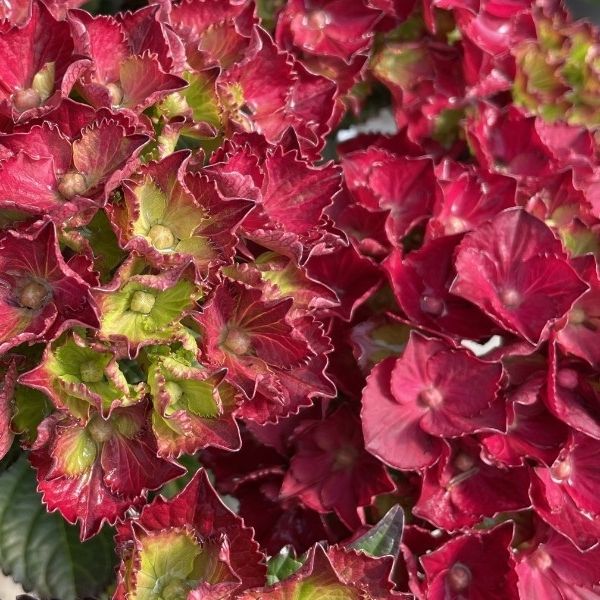 Frill Ride&trade; Bigleaf Hydrangea