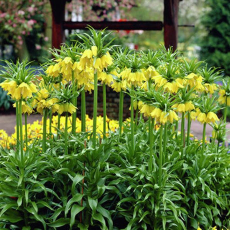 Lutea Fritillaria