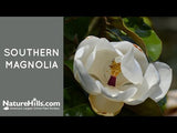 Southern Magnolia