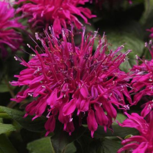 Balmy Purple Bee Balm