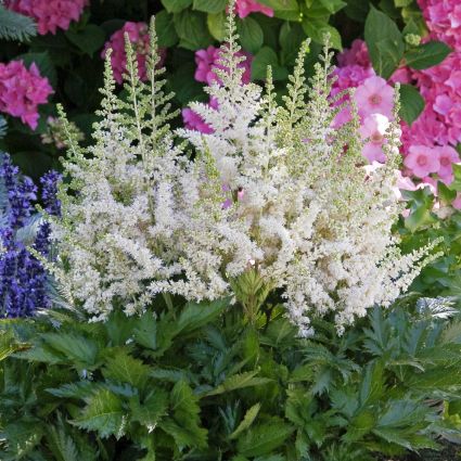 Vision in White Astilbe