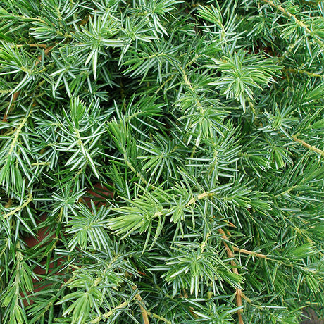 Blue Pacific Juniper